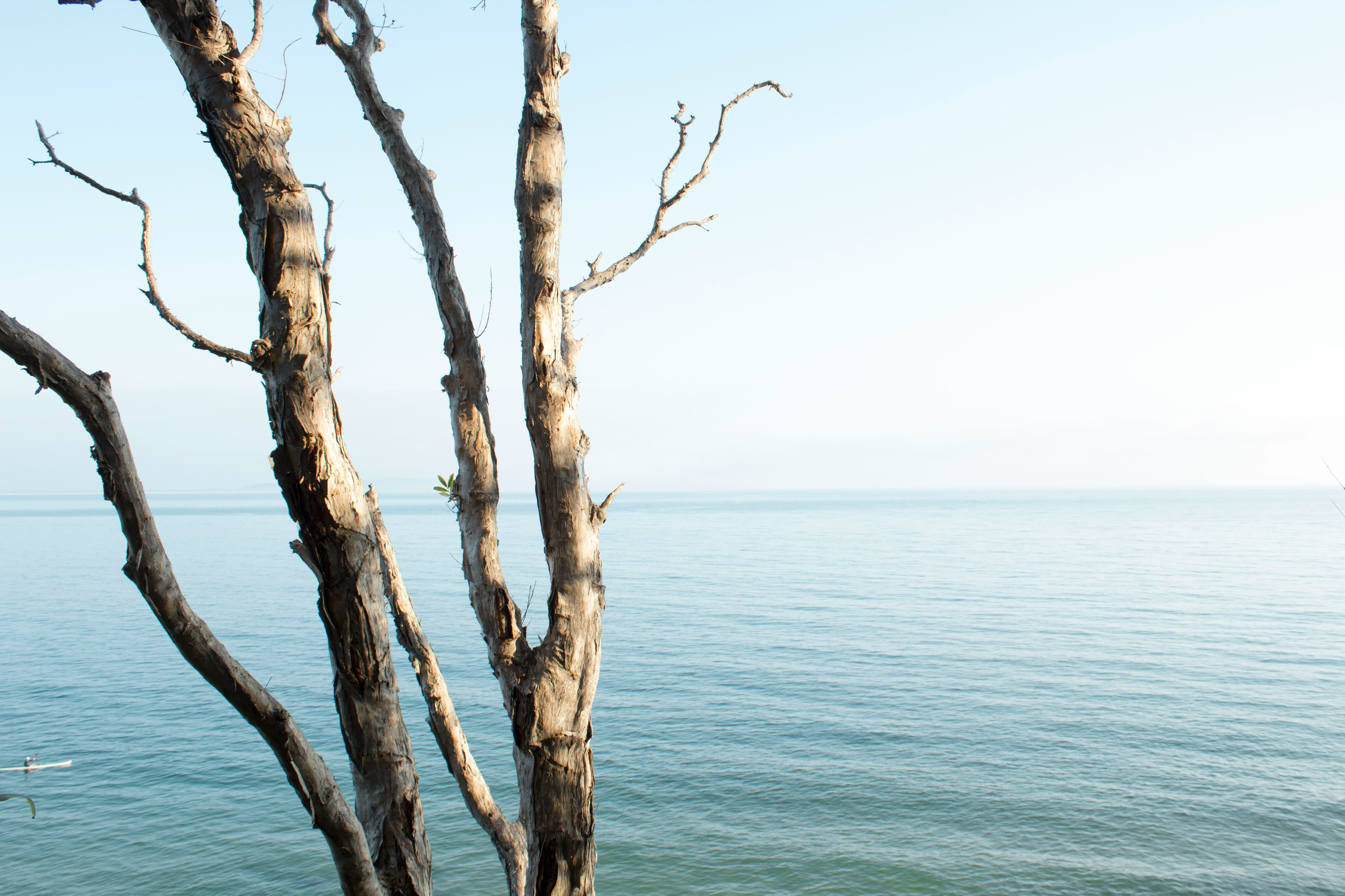 tree near body of water